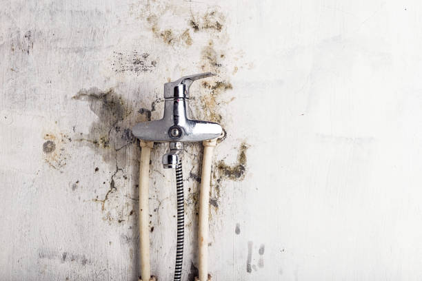 Best Preventive Mold Services in Kinsley, KS