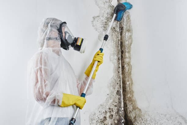 Best Post-Flood Mold Remediation in Kinsley, KS