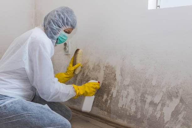 Best Mold Remediation for Specific Building Types in Kinsley, KS