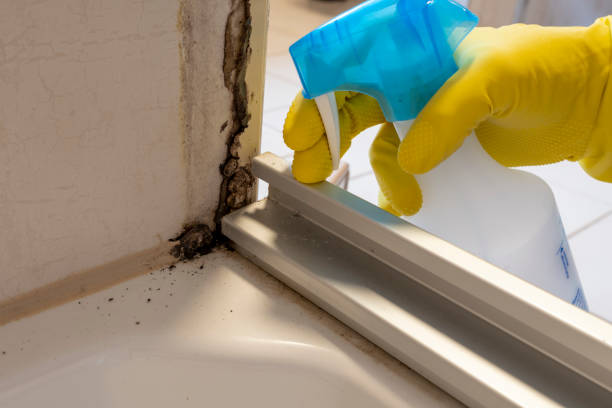 Best Black Mold Remediation in Kinsley, KS