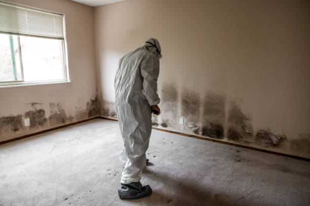 Best Commercial Mold Remediation in Kinsley, KS